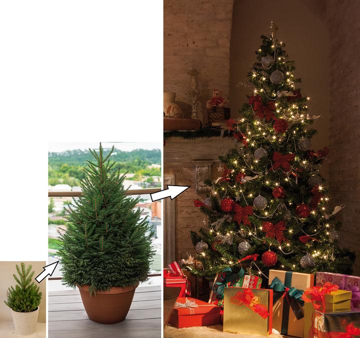 Produktbild Royal Gardineer Weihnachtsbaum-Anzucht-Set inklusive 10 Nordmanntannen-Samen