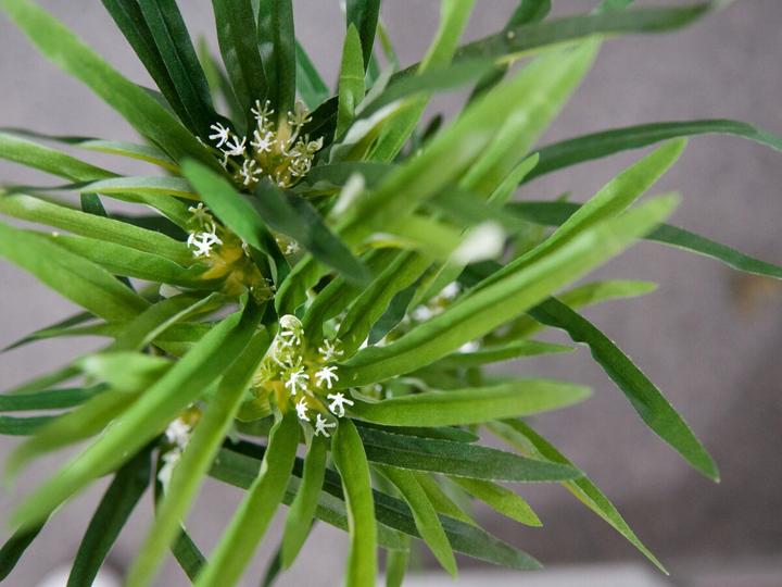 Produktbild Europalms Zyperngras (76 cm)