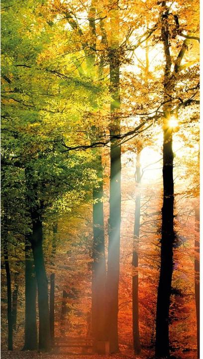 Immagine prodotto Trenddeko Foresta d'autunno dorata (144 x 260 cm)