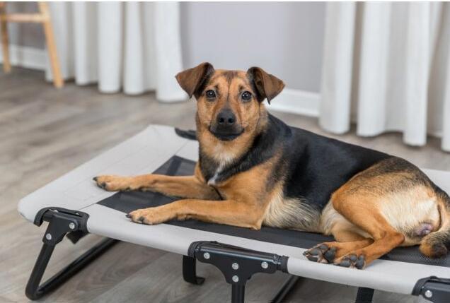 Actual product image Trixie Dog lounger Strong Edition, 99 x 19 x 60 cm (Dog)