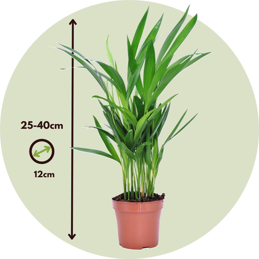 Thumbnail - Plant in a Box, Pflanzen, Areca, Asplenium, Clusia, Philodendron, Spathiphyllum - 5er Mischung Lufreinigende pflanzen (2...
