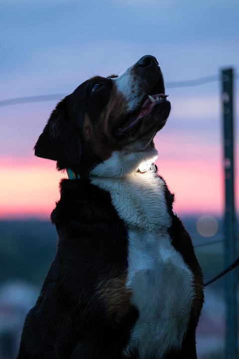 Image du produit Max & Molly Matrix Ultra LED, vert (Chien, Général)