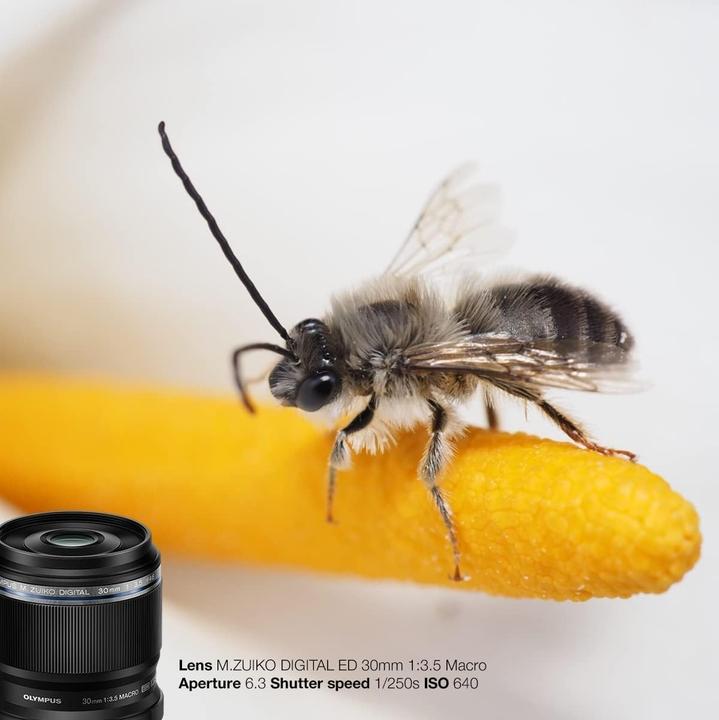 Immagine prodotto Olympus ED 30mm f/3.5 Macro (Micro Four Thirds, Micro Four Thirds)