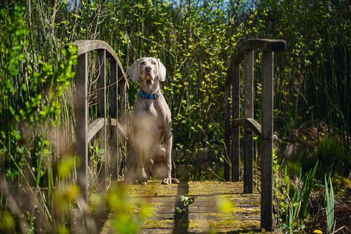 Actual product image Beeztees BZ PREM HALSBD PARINCA BL 45-5 (45, 46, 47, 48, 49, 50, Dog, General)