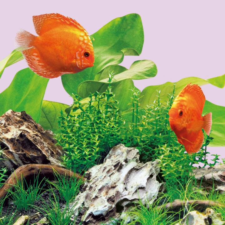 Immagine prodotto Juwel Aquarium Colore dei LED (LED, 14 W)