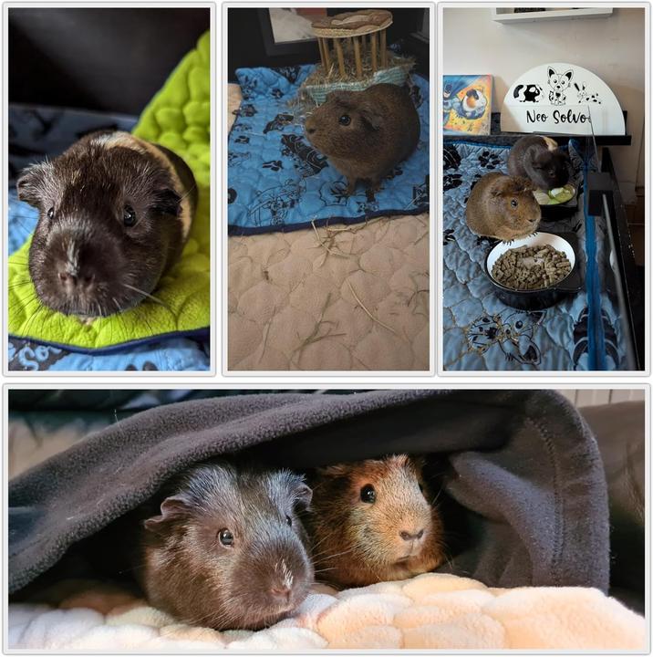 Immagine prodotto Neo solvo Käfigeinlage für Kaninchen & Meerschweinchen (120x60 cm)