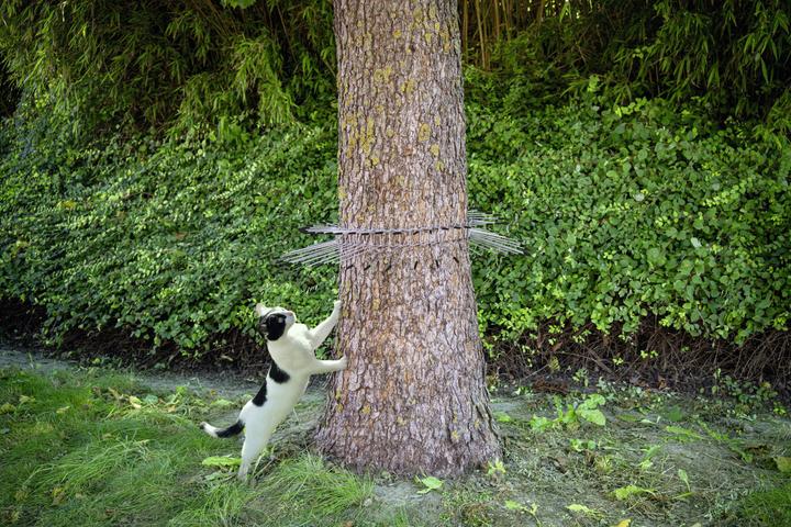 Actual product image Gardigo Cat repellent belt