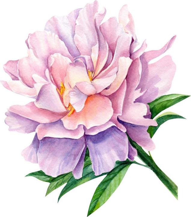 Trenddeko Peonia XXL