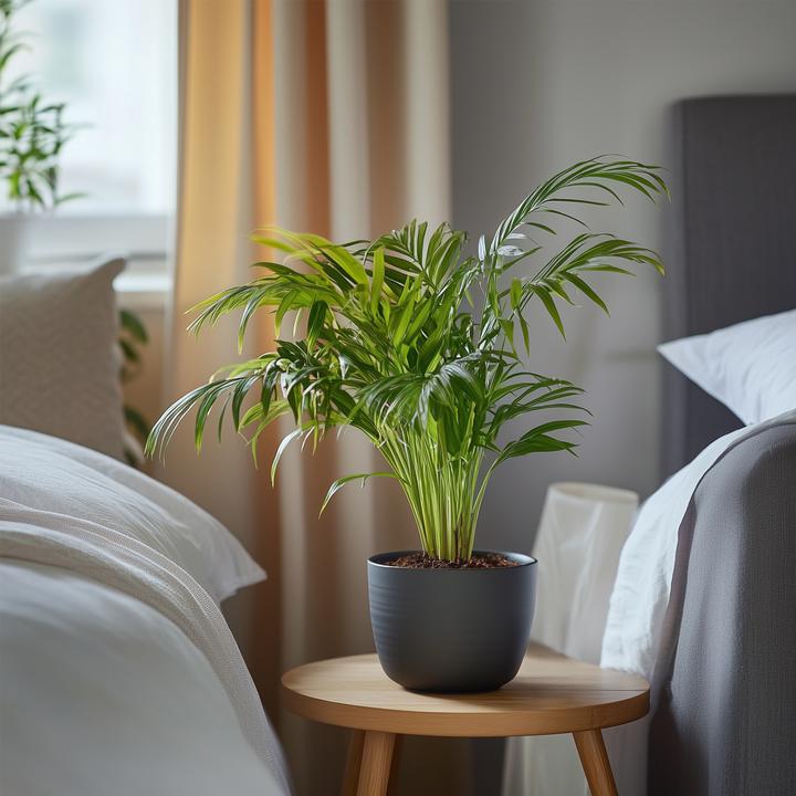 Actual product image Plant in a Box Dypsis Lutescens - Set of 3 Areca Gold Fruit Palm (30 cm)