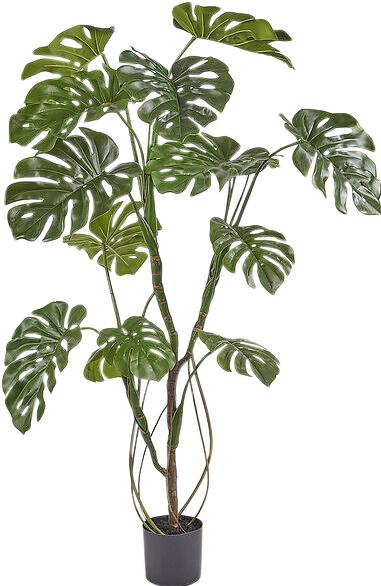 Immagine prodotto Edg Monstera H: 150 cm (150 cm)