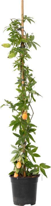 Plant in a Box Passiflora caerulea - Fiore della passione (110 cm)