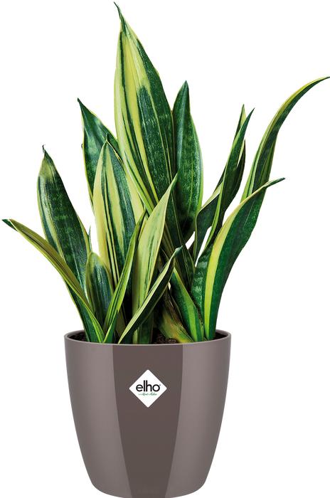 Produktbild Elho Brussels (20 x 19 cm)