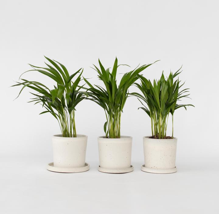 Actual product image Plant in a Box Dypsis Lutescens - Set of 3 Areca Gold Fruit Palm (30 cm)