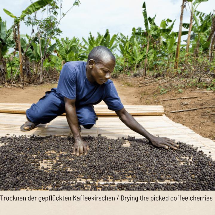 Produktbild Tropical Mountains Robusto (10 x Port.)