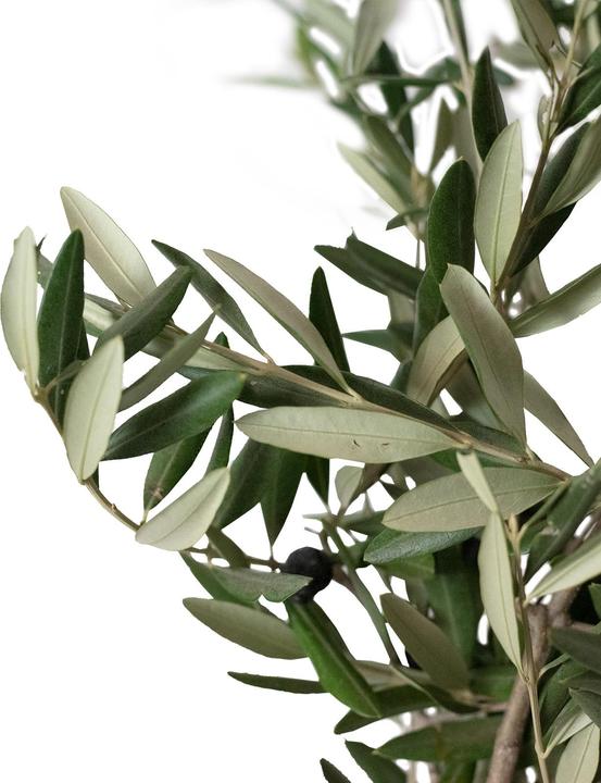 Produktbild Flowerbox Olivenblätter (Trockenblumen)