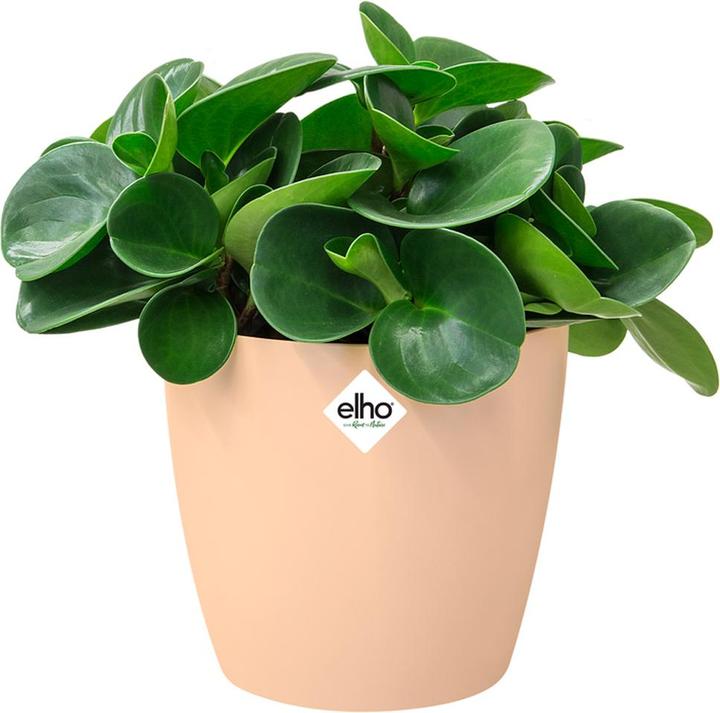 Produktbild Elho Blumentopf (16 x 15 cm)