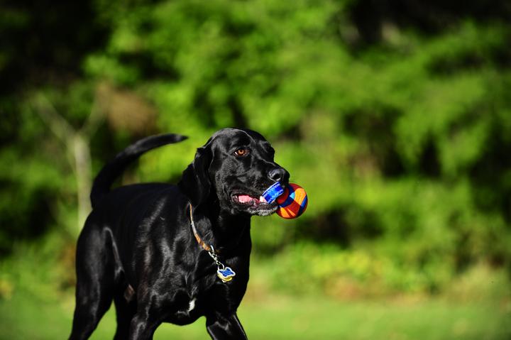 Image du produit Chuckit! Balle sur une corde szarpak 5 cm pour un chien (Jouet à mâcher pour chien)
