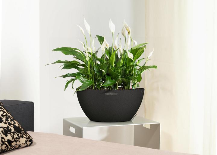 Actual product image Lechuza Cubeto Color (40 x 18.30 cm)