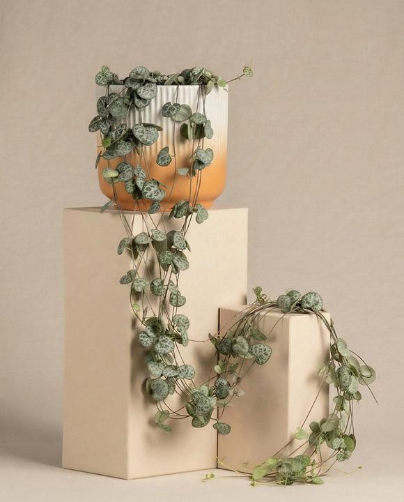 Immagine prodotto feey Leuchterpflanze (15 cm, Amichevole per gli animali, Appena rinvasata)