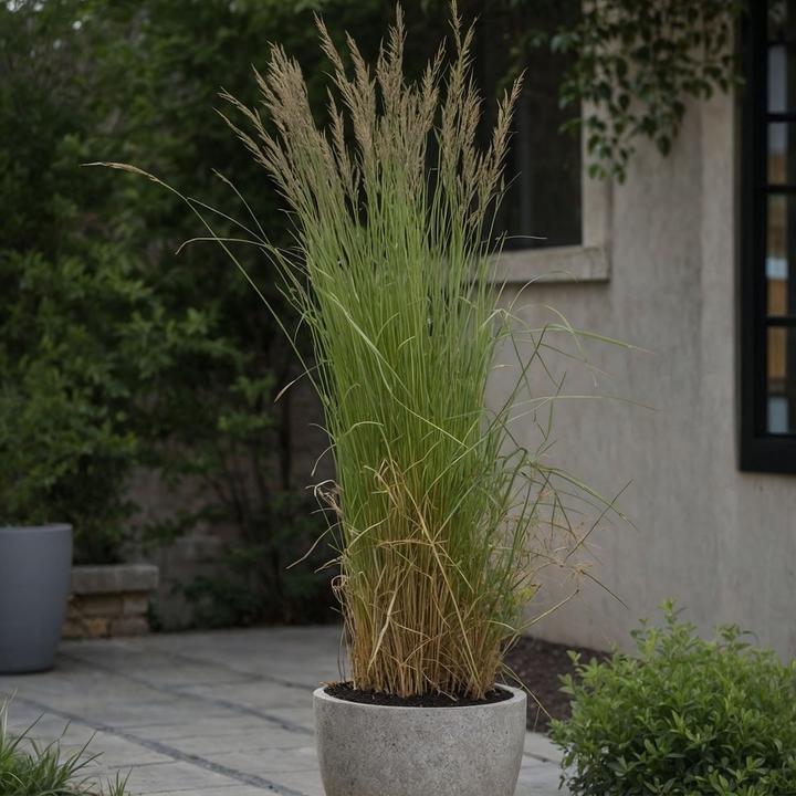Immagine prodotto Plant in a Box Calamagrostis acutiflora x 'Overdam' - Set di 2 erbe a grappolo (20 cm)