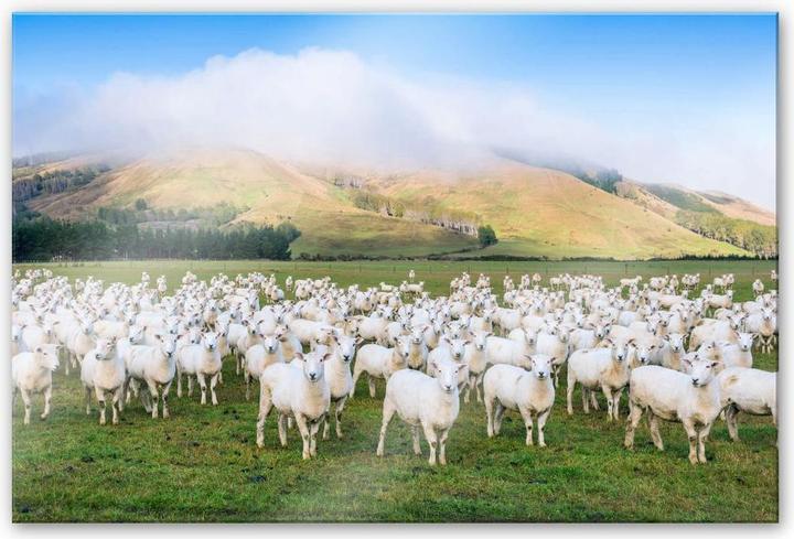 Image du produit Trenddeko Le troupeau de moutons (150 x 100 cm)