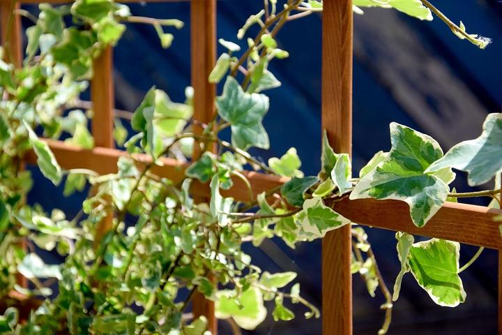 Actual product image Dobar Peru