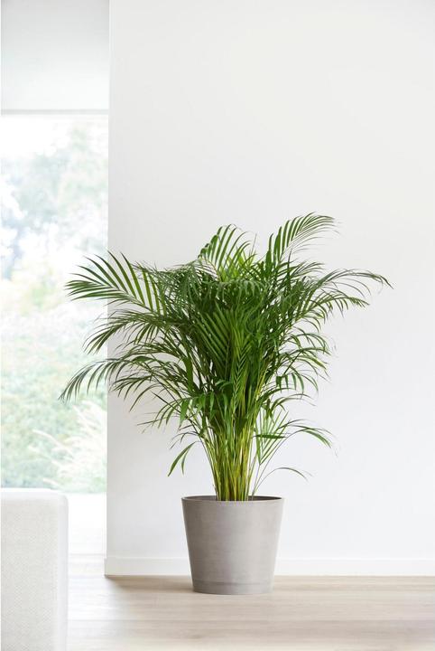 Image du produit Ecopots Venise (30 cm)