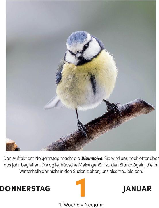Produktbild Vogelkalender 2026 - Tagesabreisskalender zum Aufstellen oder Aufhängen (11 x 15 cm, Deutsch)