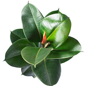 Produktbild Flowerbox Gummibaum - Ficus elastica "Robusta" (90 cm)