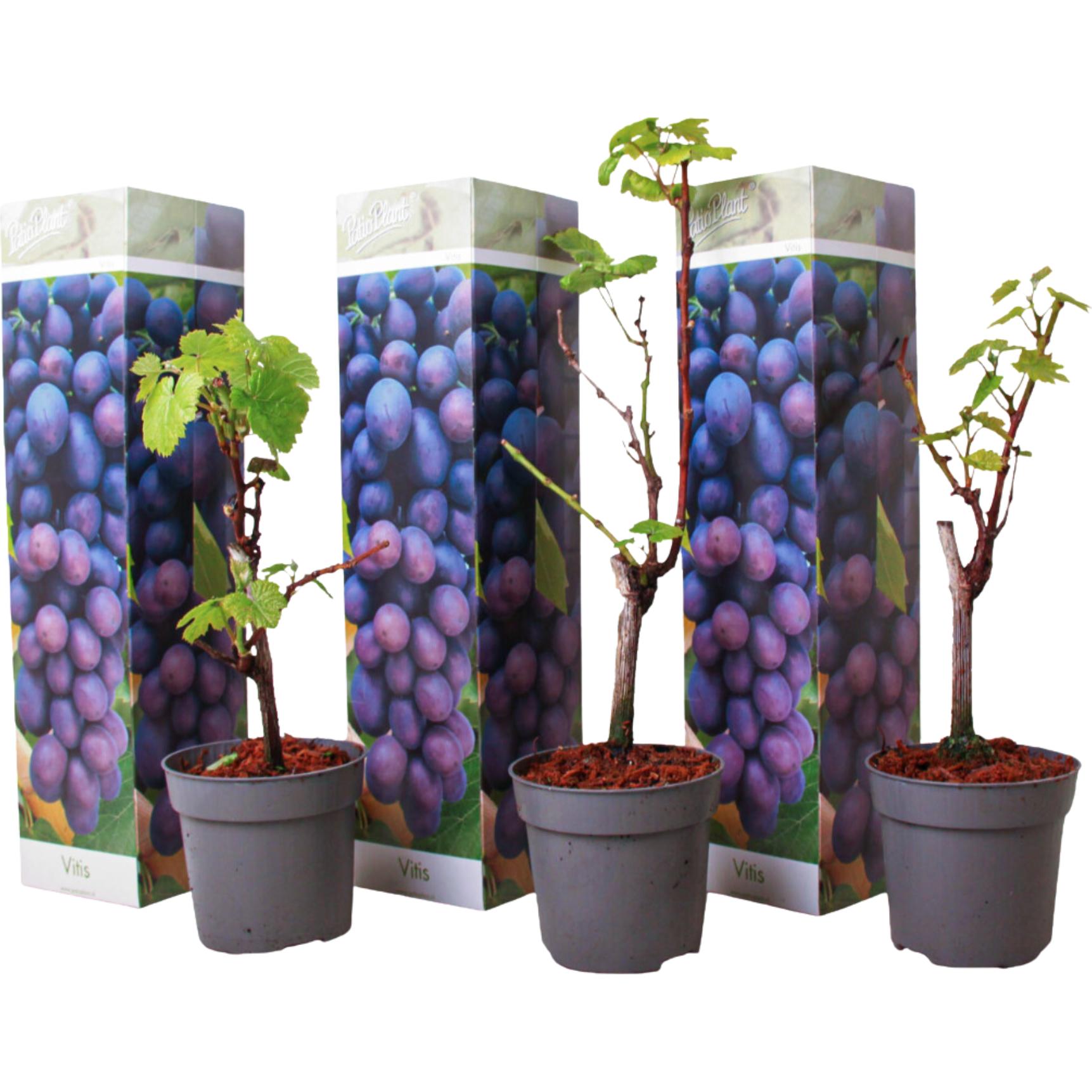 Plant in a Box, Pflanzen, Vitis vinifera 'Cabernet franc' - 3er Set Traubenpflanzen (25 cm)