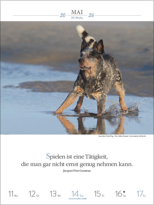 Produktbild Literaturkalender Hunde 2026 (Spezial)