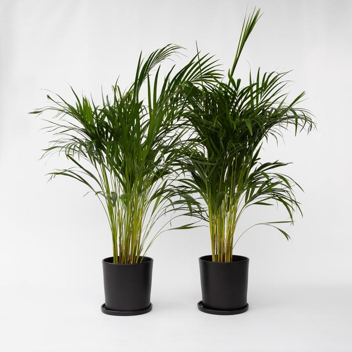Actual product image Plant in a Box Dypsis Lutescens - 2er Set Areca Goldfruchtpalme (100 cm)