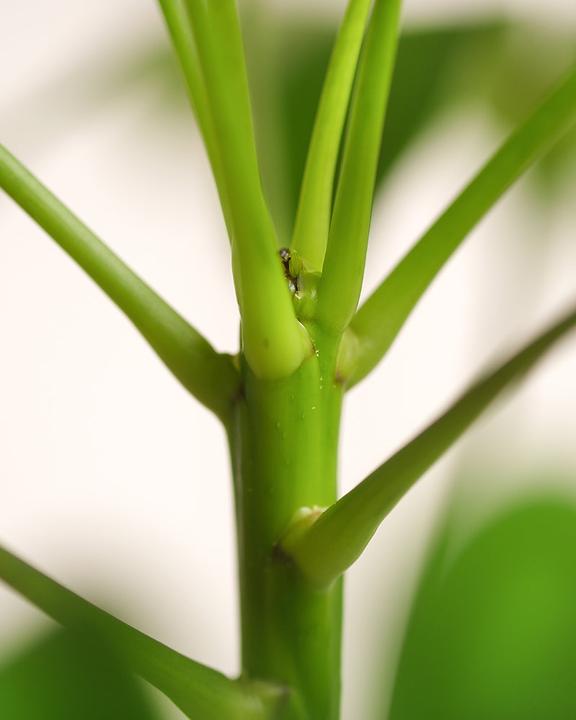 Produktbild feey Schefflera (35 cm, Frisch umgetopft)