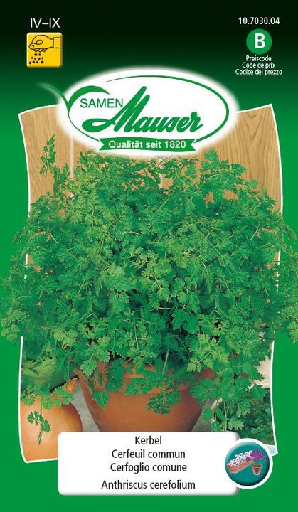 Produktbild Samen Mauser Kerbel einfacher (Kräutersamen)