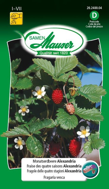 Samen Mauser Mese fragola Alessandria (Seme di frutta)