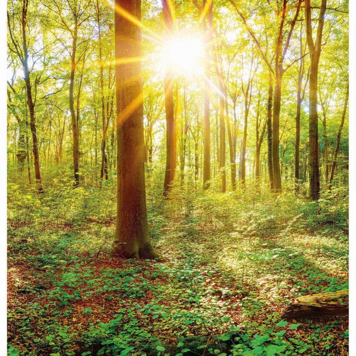 Actual product image Trenddeko Deep in the forest (480 x 350 cm)