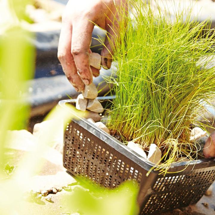 Actual product image Oase Teichpflanzkorb 19 x 19 cm Kunststoff, eckig, schwarz