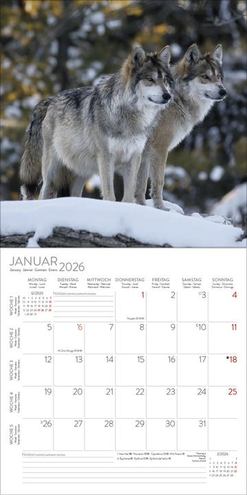 Produktbild Tiere des Waldes 2026 (30 x 30 cm)