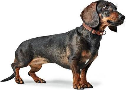 Actual product image Hunter Canadian Up for dogs Cognac XXS-XS (XXS, Dog, Dog sport)
