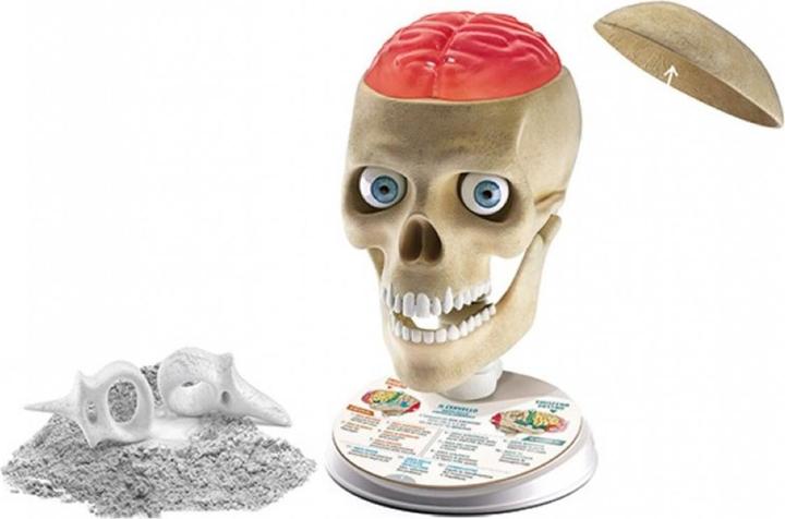 Image du produit Clementoni Anatomie folle D