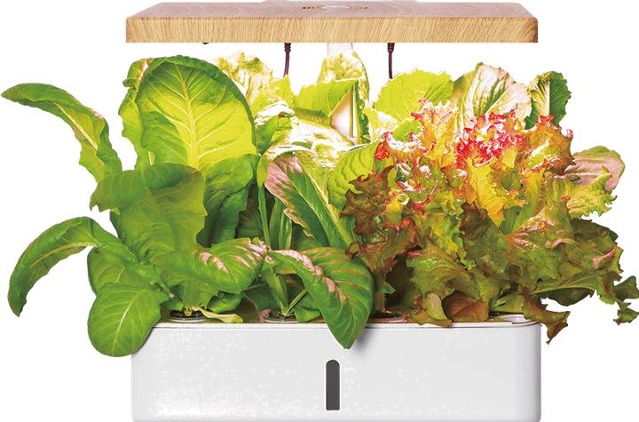 Actual product image Litrax ROBIN Smart Garden 12 (35 x 26 x 30 cm)