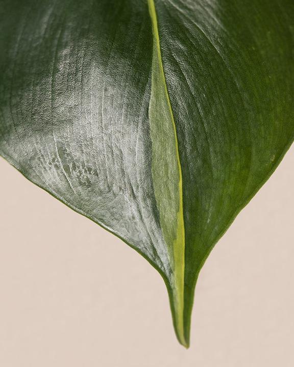 Image du produit feey Philodendron scandens Brasil (15 cm, Fraîchement rempotés)