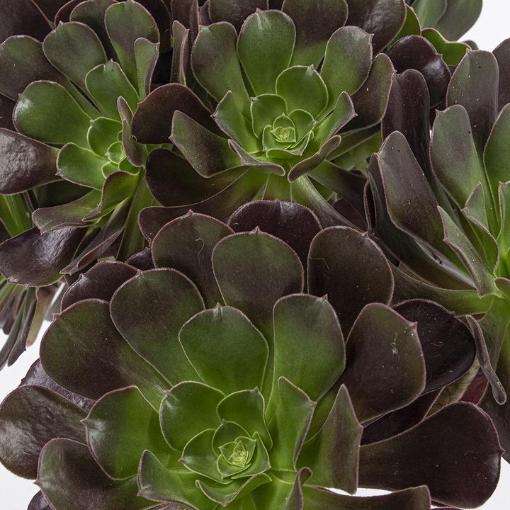 Produktbild Kakteen Gautschi Aeonium velour (20 cm)