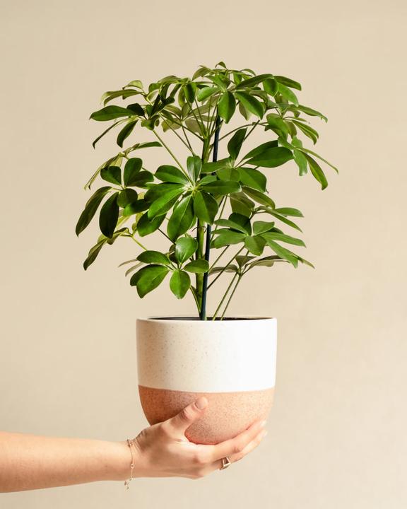Produktbild feey Schefflera (35 cm, Frisch umgetopft)