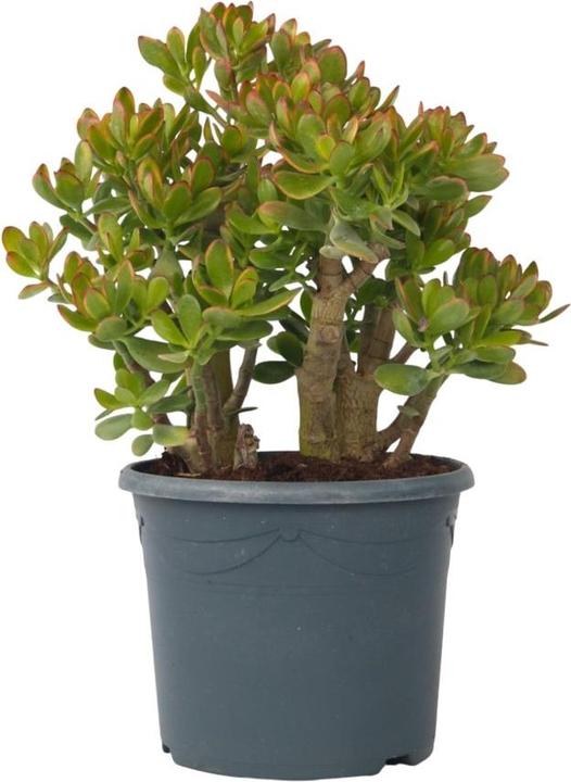 Plant in a Box Crassula ovata Sunset - Jadepflanze (55 cm)