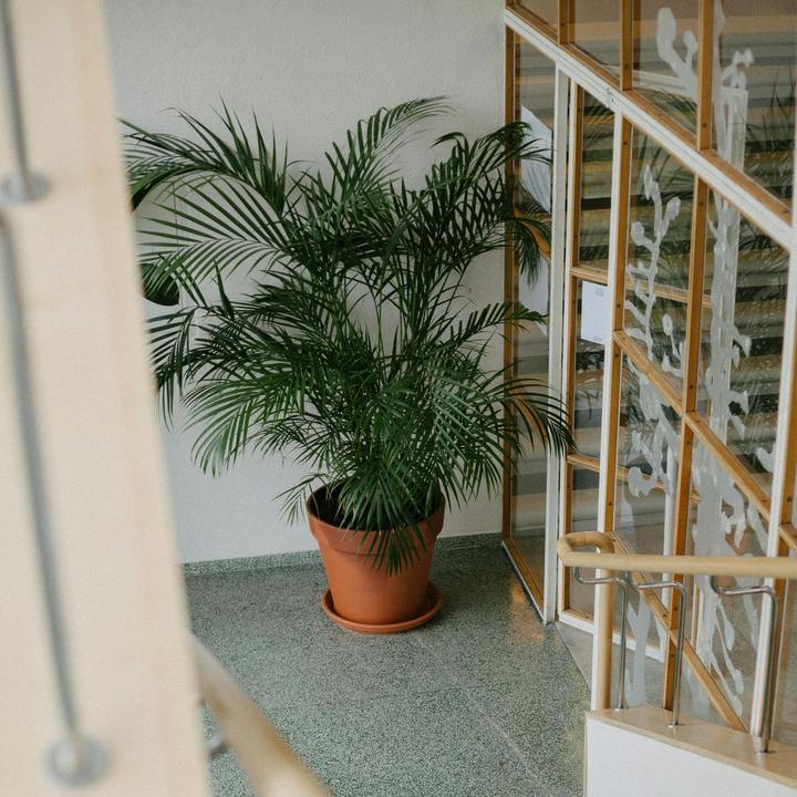 Image du produit Plant in a Box Chamaedorea elegans - Palmier de montagne (80 cm)