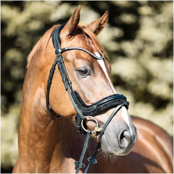 Produktbild Kavalkade Ivella KavalSH4