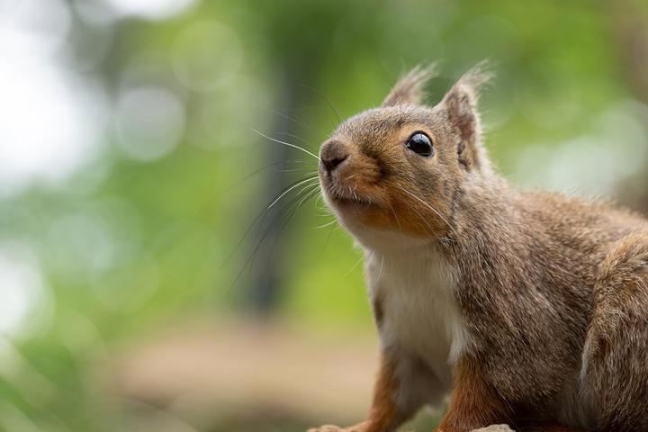 Produktbild Tamron AF 50-400mm F/4.5-6.3 Di III VC VXD (Sony E, APS-C / DX, Vollformat)