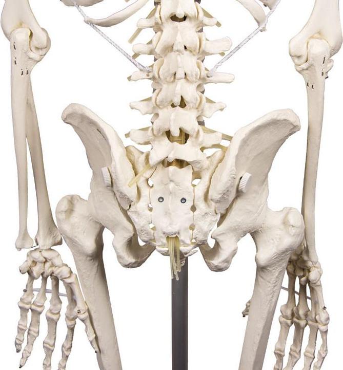 Immagine prodotto Erler Zimmer Scheletro Hugo, mobile