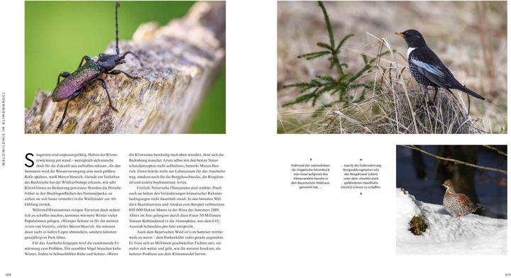 Actual product image Wilder Wald (German, Alexandra von Poschinger, 2020)